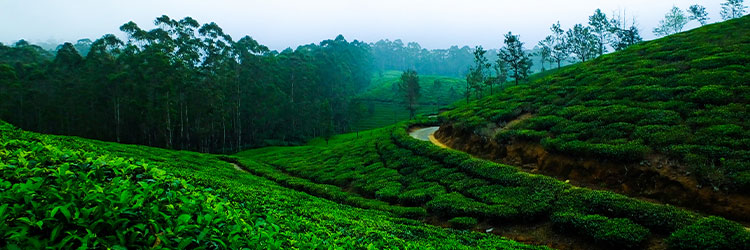 Dagapur Gulma Tea Estate